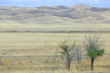 Çayır, düz, çöl. Uçsuz bucaksızlığın ortasında direncin gerçek özünü keşfetmek. Doğa Şaşırtmayı Asla Durdurmaz
