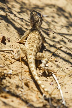 Ağa, Kazakistan 'ın sürüngenlerinin antik tarihinin derinliklerini keşfet. Bir zamanlar bölgede dolaşan korkunç yaratıkları öğrenin. Amayı çevreleyen gizemleri ve onun anlamını açığa çıkar.