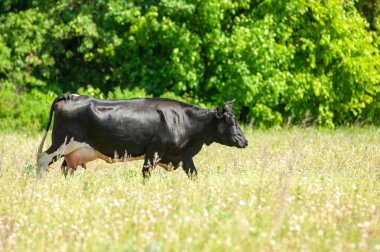 Doğal ortamında bir ineğin huzurlu görüntüsünün tadını çıkar. Doğada sakin ve huzurlu bir an yaşayın. İneğin otlamasını ve otlakta özgürce dolaşmasını izle..