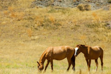 Nehir deltasında otlayan atların güzel manzarası. Kayaların arkasına karşı atların huzurlu bir şekilde dizilmesi. Bozkırdaki doğal yaşam alanlarındaki atların doğal güzelliği..