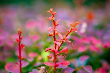 Süslü böğürtlen. Herhangi bir bahçeye ya da manzaraya renk katar. Özel bakım gerektirmeyen bir bitki seçeneği. Kuraklığa dayanıklıdır ve çeşitli toprak türlerine adapte olur..