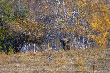 Tien Shan ladin ormanlarının dokunulmamış güzelliğini tecrübe edin. Görkemli dağlarda dolaşın ve kendinizi doğaya daldırın. Doğa Kaşifleri eşsiz bir macera sunuyor.