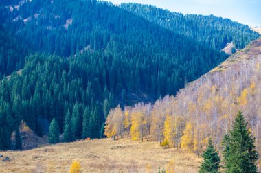 Sonbahar dağları, Tien Shan ladin, heyecan verici bir kır macerasının tadını çıkar. Bırak nefes kesen çam ağaçlarının sükuneti gezgin şehvetine ilham versin..