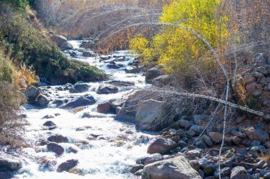 Doğanın renklerinden bir duvar halısı Sonbaharda Tien Shan 'ın göz kamaştırıcı görüntüsü, canlı yaprakların ve yükselen dağların zemininde daima yeşil çam ağaçlarının olduğu bir kaleydoskop..