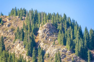 Sonbaharda Tien Shan 'ın göz kamaştırıcı manzarası Kaleydoskop' un canlı yaprakları ve yemyeşil çam ağaçları yükselen dağlar nefes kesici bir zemin oluşturur.