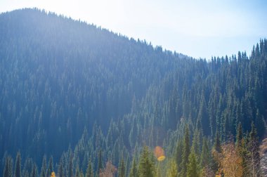 Sonbaharda Tien Shan Dağları 'nın çarpıcı güzelliğini tecrübe edin. Kendinizi canlı yeşilliklere ve nefes kesici manzaraya daldırın. Doğa aşıkları için ideal bir tatil yeri. Yürüyüş yollarını keşfet