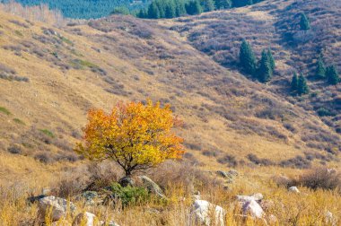 Büyüleyici bir dağ ormanında sonbaharın güzelliğini tecrübe edin. Kendinizi canlı yeşilliklere ve nefes kesici manzaraya daldırın. Bu büyüleyici dağ ormanını keşfederken kaybolun doğada.