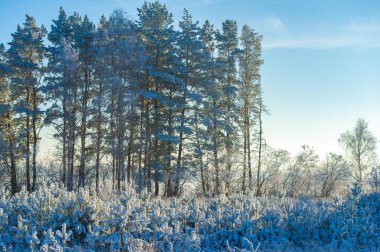 Sonsuz maceralarla dolu karlı bir alanı keşfet. Bırak parlak mavi gökyüzü sana heyecan verici bir deneyimde rehberlik etsin. Doğanın kar tanelerinin büyüleyici kucaklamasını tecrübe et..