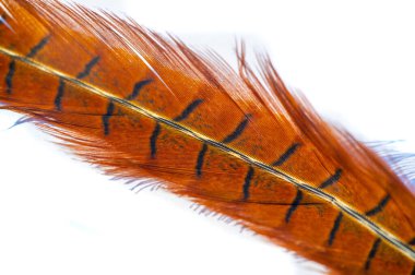 Doğanın güzelliğini sülün tüyleriyle tecrübe et. Her tüyün karmaşık desenlerini ve canlı renklerini keşfedin. Ev dekoruna ya da el sanatlarına bu zariflikle biraz zarafet kat.