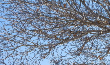 Ağaçların dallarında sonbahar yaprakları. Her değişiklikte, her düşen yaprakta biraz acı, biraz güzellik vardır. Yeni yapraklar böyle yetişir.
