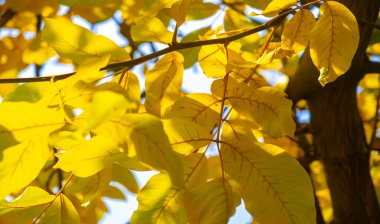 Bir cevizin sonbahar yaprakları. Bu gerçek bir sonbahar günü değil mi? Hayatı ve doğayı uyumlu hale getiren benim sevdiğim sakin melankoli..