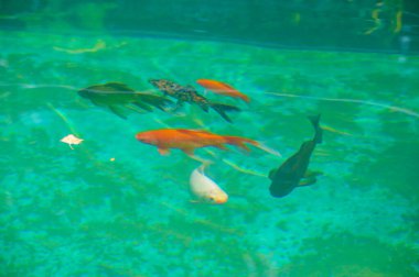 Kendini koi balığının büyüleyici güzelliğine daldır. Sınırların ortadan kalktığı sahnenin tadını çıkar. Bu olağanüstü dünyada huzur ve sükunet bul..