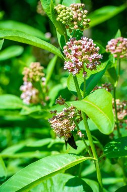 Asclepias syriaca, yaygın spurge, kelebek çiçeği, ipek böceği, doğanın çiçek açması Asclepias syriaca 'nın narin şirinliğini kutlayın.,