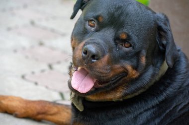 Korkusuz ve otoriter gardiyan sessizce güç hissi yayar Rottweiler yaşamının özünü somutlaştırır.