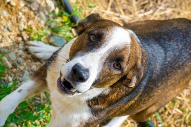 Köpeklere dikkat et. Çevrenizdeki köpeklere karşı uyanık ve dikkatli olun. Köpek sahiplerine ve alanlarına saygı göster. Olası tehlikelerden ve zararlardan kaçınmak için bilinmeyen köpeklerden uzak durun..