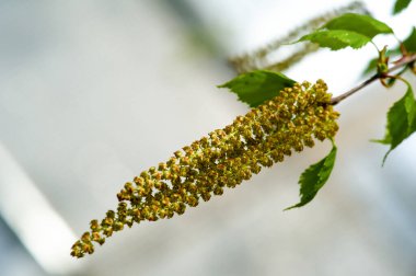 Bir huş ağacının narin özelliklerini çarpıcı detaylarıyla tecrübe edin. Botanik güzelliğindeki yeni hayatın ve büyümenin özünü yakalamak. Baharın başlangıcındaki karmaşıklıkları keşfedin.
