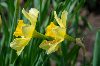 Baharın başlarında çiçek açan nergislerin canlı renklerine tanık olun. Yeni hayatın neşesini ve doğanın büyümesini tecrübe et. Bu neşeli çiçeklerin güzelliğinin ve kokusunun tadını çıkar..