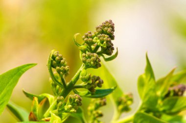 Çiçek açmış leylakların güzelliği karşısında büyülenmeye hazır ol. Doğanın harikalarını Botanik Harikaları ile tecrübe edin. Tomurcukların çiçeğe dönüştüğünü görmek için bizden ayrılmayın..