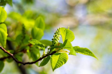 İlkbaharın başlarında kiraz çiçekleri yenilenmeyi ve büyümeyi simgeler. Yeşillikler arasında narin çiçek tomurcukları güzel bir zıtlık yaratır. Doğanın güzelliği yeni bir mevsimin umuduyla yakalanır.