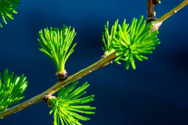 Baharın başında tarlakuşlarının açmasını izle. Yeni karaçam filizlerinin güzelliğinin tadını çıkar. Doğanın bu sezonki yenilenmesini takdir etmek için zaman ayırın..