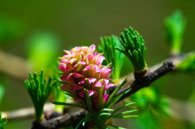 Parlak pembe kozalakların eşsiz ve çarpıcı manzarası. Baharın ilk günlerinde doğanın güzelliğini kutlayın. Çiçekli çam ağaçları ile çevrenize renk ve canlılık ekleyin.