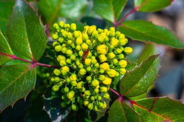 Berberis aquifolium, Kuzey Amerika 'da yetişen Berberidaceae familyasından bir bitki türü..