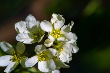 Amelanchier Canadensis olarak da bilinir. Baharın başlarında beyaz narin çiçeklerle açar. Kuzey Amerika 'nın doğusunda yaygın olarak bulunan küçük bir ağaç veya çalılık..