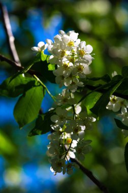 Dalı süsleyen kiraz çiçeği kümesi zarafet ve saflık yayar. Doğa Güzelliği