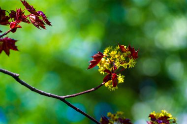 Acer Rubrum, Kuzey Amerika 'daki en yaygın yaprak döken ağaçlardan biri. Sonbaharda parlak kırmızı yapraklarıyla tanınır. Islak ve bataklık koşullarında iyi yetişir. Yaşam alanı sağlarName