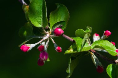Pembe bir elma çiçeğinin büyüleyici yakın çekimi, doğanın narin bir eseri Çiçek Gücü Pembe Renkleri