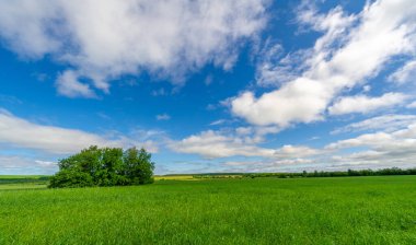 Bahar fotoğrafçılığı, genç mısır gevreği çekimleri. Olgunlaşmış buğday. Parlak güneşin altında yeşil fotosentez filizleri. Fosfor ve nitrojen gübreleri tanıtıldı