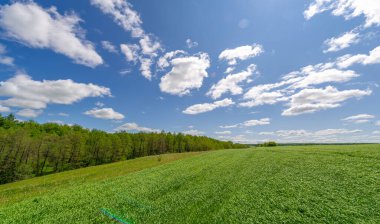 Bahar fotoğrafçılığı, genç mısır gevreği çekimleri. Olgunlaşmış buğday. Parlak güneşin altında yeşil fotosentez filizleri. Fosfor ve nitrojen gübreleri tanıtıldı