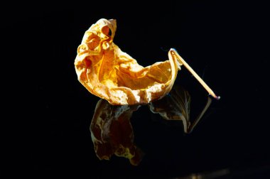 Parlak sarı amber yaprağı ile siyah arkaplan arasında çarpıcı bir tezat var. Sanat projeleri, arka planlar ya da tasarım ilhamı için ideal. Eşsiz bir şekilde doğanın güzelliğini ve detaylarını aktarıyor..