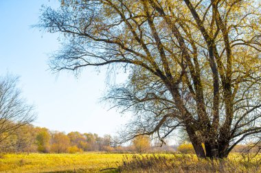Nehir taşkın ovasında sonbaharın güzelliğinin tadını çıkar. Sarı ağaçların arasında yürü ve doğanın renklerinin tadını çıkar. Fotoğraf çekmek ve temiz havada dinlenmek için ideal bir yer..