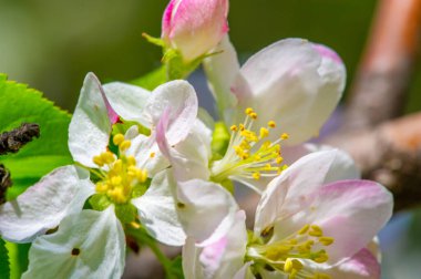 Elma ağacı güzel narin çiçeklerle süslenmiştir. Her çiçek ağaca bir parça güzellik katar. Doğa sanatı en iyisidir..