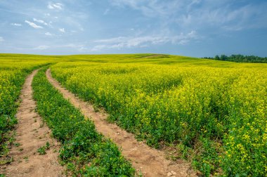 Kolza tohumu çok değerli ve çok yönlü bir mahsuldür. Tüm dünyada sarı kolza tohumu tarlaları görülebilir. Kolza yağı ve protein öğünlerinin gıda üretiminde birçok önemli kullanımı vardır.