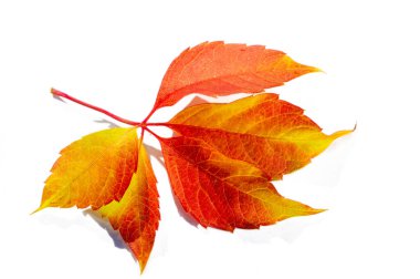 Beyaz arka planda sonbahar yaprakları. Sonbahar her zaman en sevdiğim mevsim olmuştur. Her şey son güzelliğiyle çiçek açtığında sanki doğa tüm yıl boyunca büyük bir final için güç biriktirmiş gibi olur..