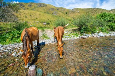 Atlar susuzluklarını gidermek için nehir kıyısında toplandılar. Akan sudan su içerek su sıçratırlar. Vahşi yaşamın doğayla uyum içinde huzurlu bir resmi..