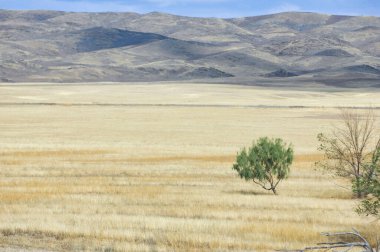 Çayır, düz, çöl. Ulu Meşe Ağacı: Uzun ve gururlu, bu ağaç her zaman tek kalan olma mücadelesini temsil ediyor. Seni duyuyoruz, ağaç, seni duyuyoruz. Yalnızlıkta Kuvvet