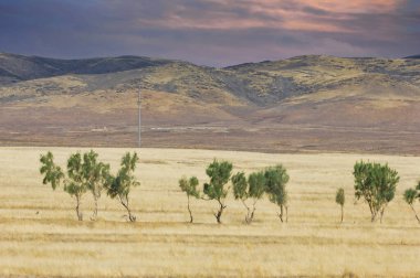 Çayır, düz, çöl. Issız çölde tek başına ayakta duran bir ağaç gibi yalnızlığın gücüne şahit olmak. İnsafsız azim, Yalnızlığı kucaklamak