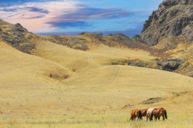 Nehir deltasında at otlayan güzel manzaralar. Bozkırın dinginliğini atlar ve kayalarla yakala. Hem doğa severler hem de at severler için idealdir..
