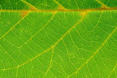 Yeşil yaprak yakın plan. Canlı yeşilliğin saklı güzelliğini yakından keşfet. Yüzeyin hemen altında yatan doğanın sırlarını keşfet. Büyüleyici manzaralarda ruhani bir yolculuk yap..