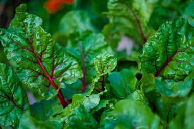 Pancar yapraklarındaki eşsiz ve güzel kırmızı damarlar pancar yaprağının potansiyel sağlık faydaları kırmızı damarlar tabaklar veya bahçe görüntülerine görsel ilgi ekler