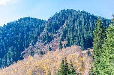 Tien Shan ladin ormanlarının güzelliğinin ve huzurunun tadını çıkar. Vahşi hayatın canlı sonbahar renklerinden büyülenmek için. Bu görkemli uzun çam ağaçlarıyla yeni yüksekliklere seyahat et..