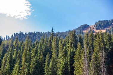 Sonbaharda Tien Shan 'ın nefes kesici manzarası. Canlı yapraklar ve yemyeşil çamlar doğanın renklerinden çarpıcı bir duvar halısı oluşturur. Yüksek dağlar dramatik bir zemin oluşturur.