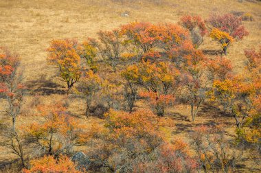 Sonbaharda Tien Shan dağlarının çarpıcı güzelliğini tecrübe edin. Kendinizi canlı yaprakları ve yüksek zirveleri olan pitoresk bir manzaraya daldırın. Doğa aşıkları için ideal bir yer.,
