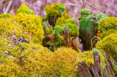 Doğal ve kırsal tasarım elementi. Her yere doğanın dokunuşunu getiriyor. Çiçek aranjmanlarına ya da teraryumlara doku ve derinlik eklemek için ideal.