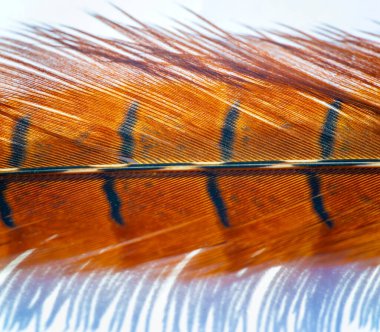 Doğanın güzelliğini sülün tüyleriyle tecrübe et. Her tüyün karmaşık desenlerini ve canlı renklerini keşfedin. Ev dekoruna ya da el sanatlarına bu zariflikle biraz zarafet kat.