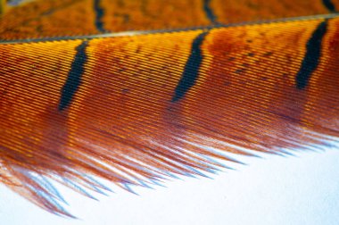 Bu sülün tüylerinin büyüleyici güzelliğine tanık olun, zarif bir şekilde canlı renklerle ve karmaşık desenlerle işlenmiş. Tabiat ananın yeteneği sınır tanımaz! Cenneti Tüy