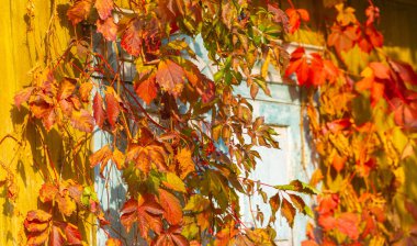 Ağaçların dallarında sonbahar yaprakları. Sonbahar yaprakları sokakları doldurur; çimenlerdeki altın renkler, bir şaka ya da doğanın bir ikramı!